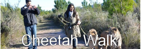Cheetahs Walk