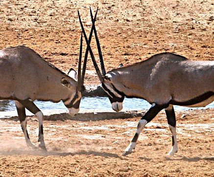 Etosha