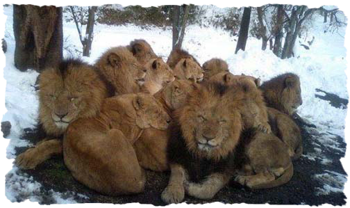 Noël des animaux