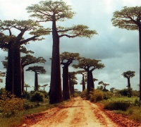 Baobabs