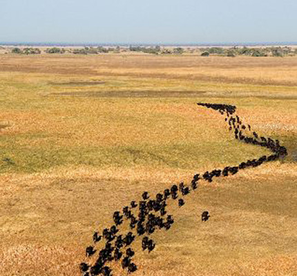 Kafue Plains